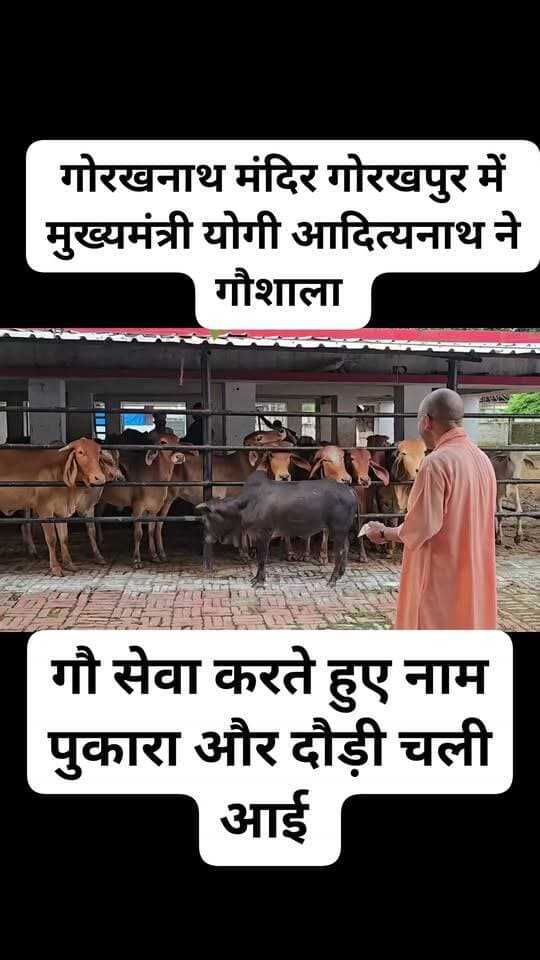 गोरखनाथ मंदिर गोरखपुर में मुख्यमंत्री योगी आदित्यनाथ ने गौशाला में गौ सेवा करते हुए नाम पुकारा और दौड़ी चली आई