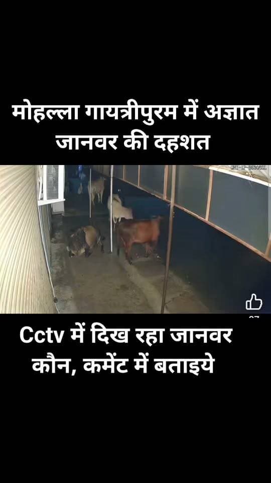 गोंडा के मोहल्ला गायत्रीपुरम से वायरल हो रहे इस cctv में एक अज्ञात जानवर की दहशत साफ देखी जा सकती है, जिसके डर सड़क पर घूमने वाले जानवर भागते नजर आ रहे हैँ, कुछ इसे तेंदुआ बता रहे हैँ तो कोई कुछ आप को क्या लगता है कमेंट बॉक्स में जरूर बताइयेगा। #gonda #unknownanimal #gayatripuram #colony #tendua