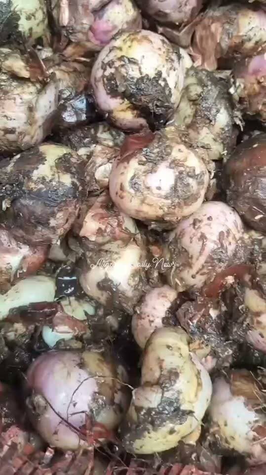 #अलीगढ़ में लोगों की सेहत से खिलवाड़? सड़ी प्याज काटते दिखे लोग, वीडियो सोशल मीडिया पर वायरल,अलीगढ़ के ऊपरकोट आबिद चिकन प्वाइंट से जुड़ा एक वीडियो सोशल मीडिया पर वायरल हो रहा है। वायरल वीडियो में कुछ लोग खराब और सड़ी हुई प्याज काटते दिखाई दे रहे हैं। वीडियो सामने आने के बाद प्रतिष्ठान में खाद्य पदार्थों की गुणवत्ता और लोगों की सेहत को लेकर सवाल खड़े हो गए हैं। वहीं, सड़ी-गली प्याज ग्राहकों को परोसने का भी आरोप लगाया जा रहा है। स्थानीय लोगों ने खाद्य सुरक्षा एवं औषधि प्रशासन से मामले का तत्काल संज्ञान लेकर जांच कराने की मांग की है। लोगों ने खाद्य पदार्थों के नमूने लेकर जांच और आरोप सही मिलने पर नियमानुसार कार्रवाई की मांग की है।
#Aligarh #FoodSafety #ViralVideo #FoodAdulteration #PublicHealth