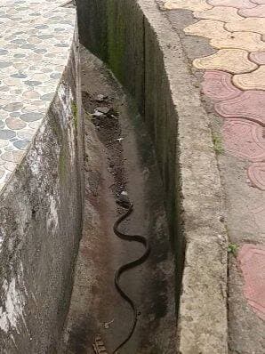 अशोकनगर कलेक्ट्रेट परिसर में दिखा सांप 🐍
#ashoknagar #NewsUpdate #fb #reelsviral #post