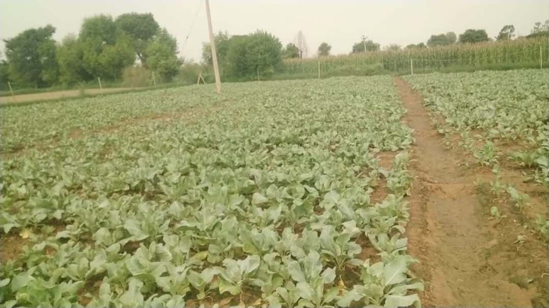 गोभी में शानदार 👌 फुटाव