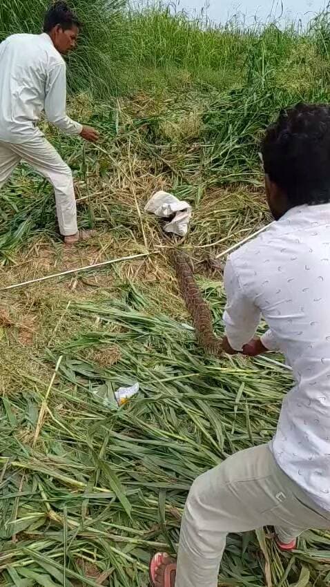 बाजरे की कटाई के साथ ही खेतों में निकलने लगे अजगर , सूचना पर पहुंची टीम ने किया रेस्क्यू..............
