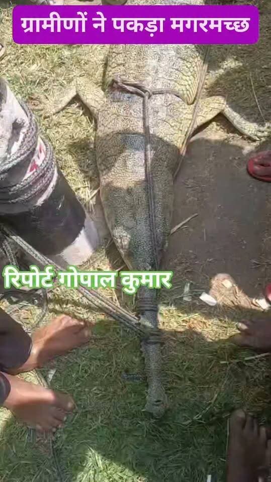 ग्रामीणों ने गाईड बांध किनारे पकड़ा मगरमच्छ।
Supaul, Bihar - सुपौल - बिहार #facebookreels #follow #follower #fbreelsvideo #fb #fbreels #trend #trendingreels #viralreelschallenge