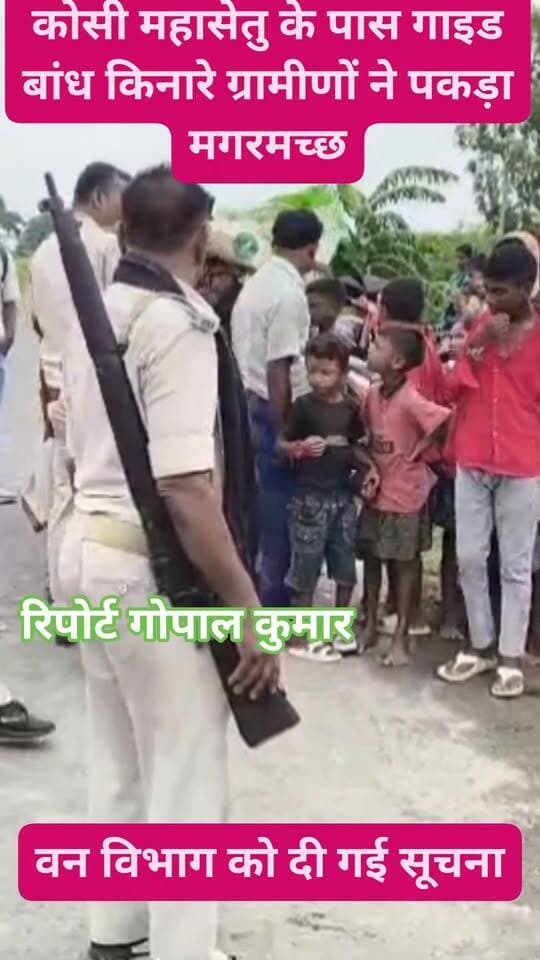 कोसी महासेतु के पास गाइड बांध किनारे ग्रामीणों ने पकड़ा मगरमच्छ, वन विभाग को दी गई सूचना, सुरक्षित स्थान पर छोड़ा जाएगा।
Supaul, Bihar - सुपौल - बिहार Supaul Police सुपौल पुलिस Saraigarh Bhaptiyahi, Supaul सुपौल बिहार
#facebookpost #follower #follow #fbreelsvideo #fbreels #fb #trendingreels #magarmachh