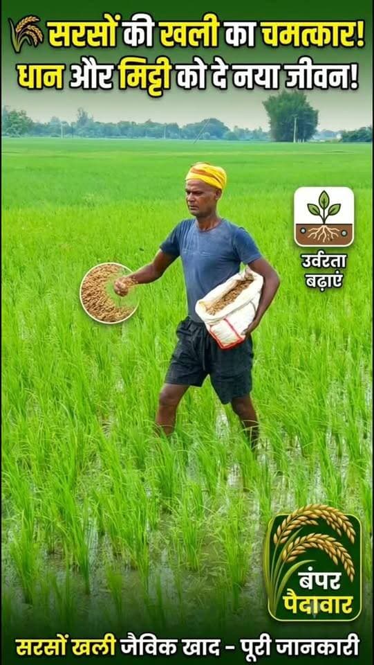 🌾 सरसों की खली से बनी जैविक खाद धान की फसल और मिट्टी की उर्वरता बढ़ाती है। #प्राकृतिक_खेती #धान_की_खेती🌾🌾❤️ #farminglifetrending_reels_💸kisan_desi🧒_👳❤️ #shortreelvideo🙏❤️ #farminglife🌾👨🌾 Yogendra Prajapati