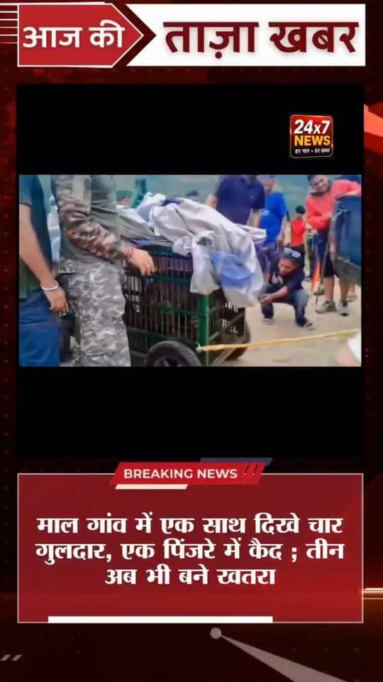 माल गांव में एक साथ दिखे 4 गुलदार! एक पिंजरे में कैद, 3 अब भी खतरा
अल्मोड़ा जिला मुख्यालय से सटे माल गांव में एक साथ चार गुलदार दिखाई देने से ग्रामीणों में दहशत का माहौल है। ग्रामीणों की सूचना पर वन विभाग ने गांव में पिंजरा लगाया था, जिसमें रविवार तड़के एक गुलदार कैद हो गया।
एक गुलदार के पकड़े जाने से ग्रामीणों ने राहत की सांस ली है, लेकिन क्षेत्र में तीन अन्य गुलदारों की मौजूदगी की आशंका के चलते खतरा अभी टला नहीं है। वन विभाग ने गश्त बढ़ाकर निगरानी शुरू कर दी है और ग्रामीणों से सतर्क रहने की अपील की है।
#Almora #Uttarakhand #Guldar #Leopard #AlmoraNews #UttarakhandNews #LeopardAttack #Wildlife #MalGaon #BreakingNews #LatestNews #HindiNews
