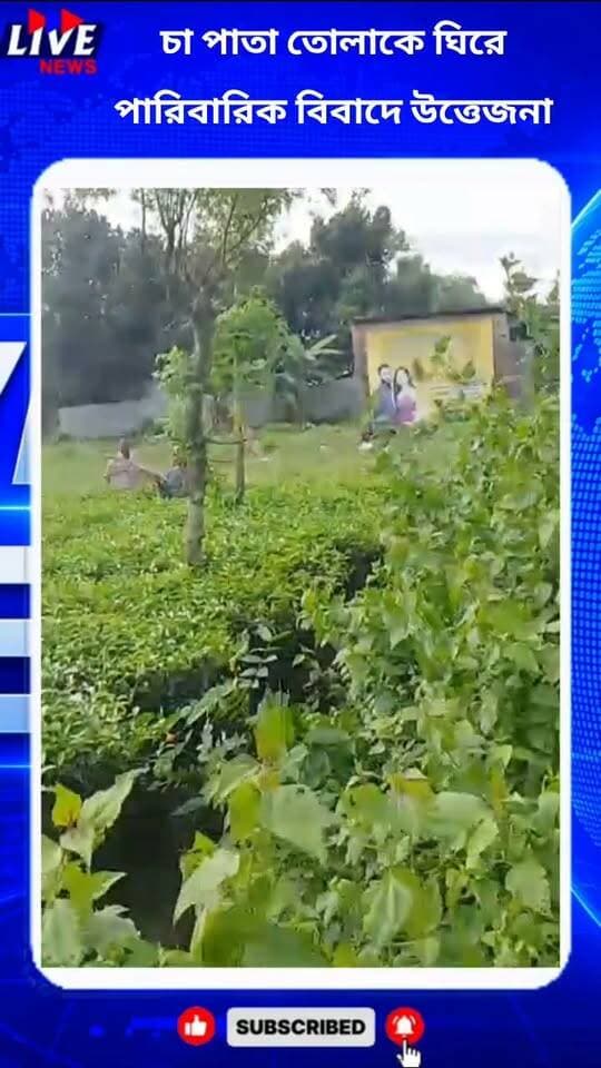 চা পাতা তোলাকে ঘিরে পারিবারিক বিবাদে উত্তেজনা
