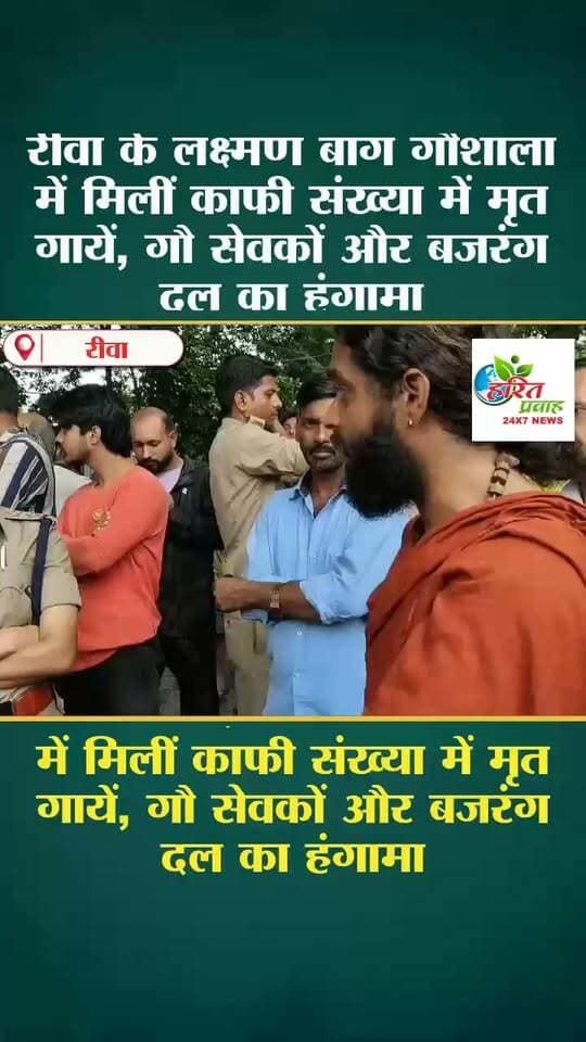 रीवा के लक्ष्मण बाग गौशाला में मिलीं काफी संख्या में मृत गायें, गौ सेवकों और बजरंग दल का हंगामा
रीवा स्थित प्रसिद्ध लक्ष्मण बाग गौशाला में बड़ी संख्या में मृत मवेशियों के मिलने से हड़कंप मच गया है।इस घटना की जानकारी मिलते ही भारी संख्या में गौ सेवक और बजरंग दल के कार्यकर्ता आक्रोशित होकर मौके पर पहुंच गए।गौशाला परिसर का दृश्य अत्यंत दर्दनाक था जहां एक खड़े वाहन में कई मृत मवेशी लादे हुए मिले जबकि कई अन्य मृत गायें परिसर में ही खुले में पड़ी हुई थीं।घटना की गंभीरता और कार्यकर्ताओं के आक्रोश को देखते हुए सूचना मिलते ही बिछिया थाना पुलिस तुरंत मौके पर पहुंची।