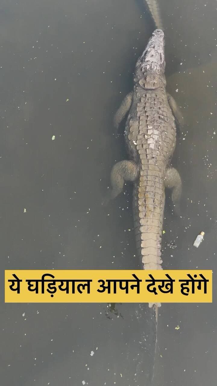 🌱🐊 विकास भी, प्रकृति का संरक्षण भी!
कोटा में घड़ियाल संरक्षण से लेकर मातृ वन, अर्जुन प्रजाति, Cattle Feed Plant, MSME और Stone Park तक—हर क्षेत्र में विकास की नई तस्वीर।
मुख्यमंत्री भजनलाल शर्मा जी के नेतृत्व में बढ़ता कोटा, बनता नया राजस्थान। 🚩
#Kota #KotaDevelopment #Rajasthan #BhajanlalSharma #Development Chambal Gharial NewRajasthan RajasthanDevelopment