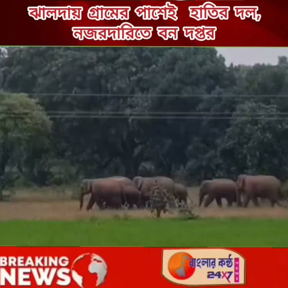 ঝালদায় গ্রামের পাশেই ১৬–১৭টি হাতির দল, আতঙ্কিত স্থানীয়রা—নজরদারিতে বন দপ্তর!
#Jhalda #Elephant #ElephantHerd #Purulia #ForestDepartment #JhaldaNews #ElephantAlert #ঝালদা #হাতি #পুরুলিয়া #বনদপ্তর #স্থানীয়খবর