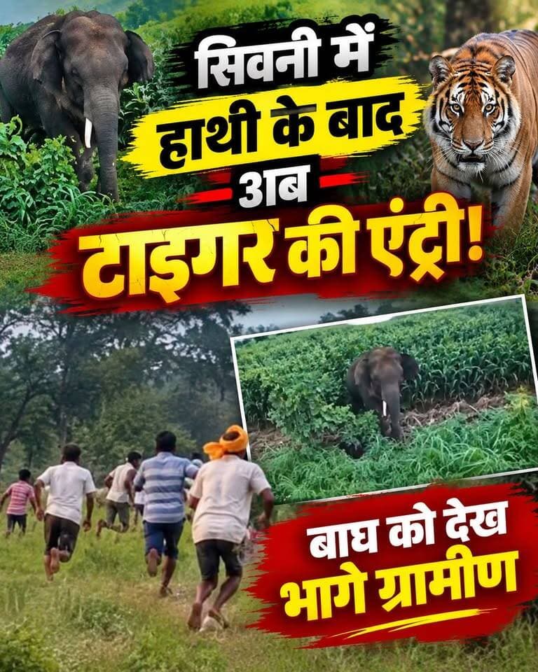 सिवनी में हाथी के बाद टाइगर की एंट्री! बाघ को देख दौड़ पड़े ग्रामीण, वीडियो वायरल 🐘🐅
⚠️ वन्यजीवों के लगातार बढ़ते मूवमेंट को देखते हुए ग्रामीणों से सतर्क रहने की अपील की जा रही है।
🐘🐅 सिवनी में हाथी के बाद टाइगर की दस्तक!
#Seoni #Tiger #Elephant #Wildlife #ViralVideo #HKNewsSeoni
