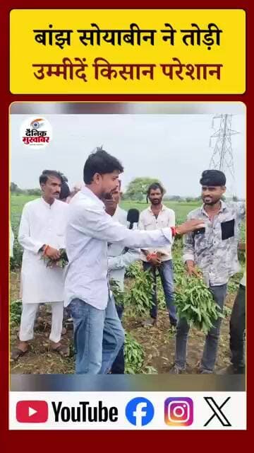 बाँझ सोयाबीन में तोड़ी किसानों की उम्मीद: किसान खेत से सोयाबीन की फसल काटकर फैंक रहे है।