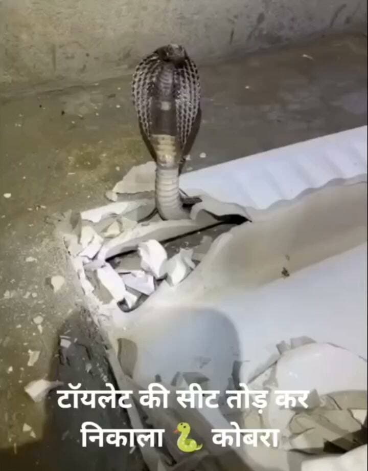 गुरुग्राम के गाड़ौली कलां में टॉयलेट सीट के नीचे छिपा मिला 6 फीट लंबा स्पेक्टेकल्ड कोबरा, सुरक्षित रेस्क्यूटॉयलेट सीट तोड़कर निकाला गया जहरीला कोबरा साइबर सिटी गुरुग्राम के गाड़ौली कलां गांव में उस वक्त हड़कंप मच गया जब एक घर के बाथरूम में बनी टॉयलेट सीट के भीतर से लगातार फुंकारने की आवाजें आने लगीं। परिवार काफी समय से खौफ के साये में था क्योंकि सांप नजर नहीं आ रहा था। सूचना मिलने पर वन्यजीव संरक्षण कर्मी (वाइल्डलाइफ कंजर्वेटर) अनिल गंडास मौके पर पहुंचे। जब टॉयलेट सीट को ध्यान से बजाकर देखा गया, तो फुंकार की आवाज तेज हुई। इसके बाद सीट को तोड़ा गया, जहां बेहद संकरी जगह में करीब 6 फीट लंबा अत्यंत विषैला 'स्पेक्टेकल्ड कोबरा' छुपा बैठा था। कड़ी मशक्कत के बाद टीम ने सांप को सुरक्षित रेस्क्यू कर लिया।