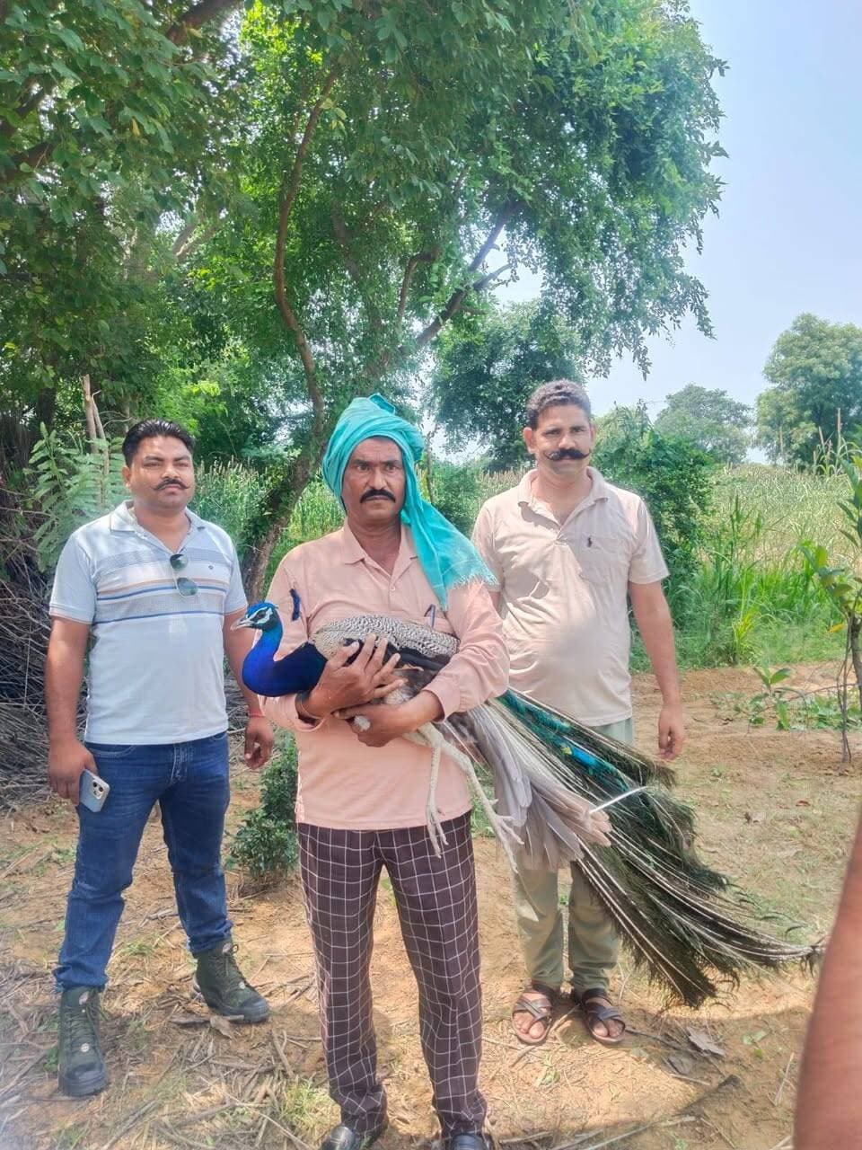 भुसावर: कुत्तों ने मोर को किया घायल, वन विभाग को सौंपा
भुसावर तहसील के बल्लभगढ़ गांव के नगला बच्चीवाला में कुत्तों ने बेजुबान पक्षी मोर पर हमला कर उसे घायल कर दिया।
स्थानीय लोगों ने मोर को कुत्तों के चंगुल से मुक्त कराया और इसकी सूचना वन विभाग को दी। वन विभाग की टीम मौके पर पहुंची और घायल मोर को अपने कब्जे में लेकर उपचार एवं आवश्यक कार्रवाई के लिए साथ ले गई।