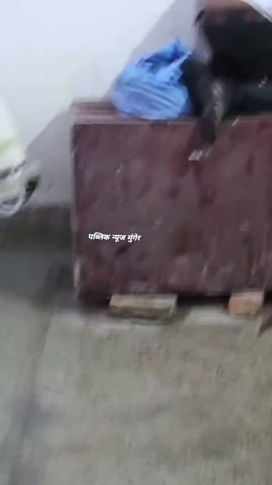 जमालपुर रेलवे मुख्य अस्पताल के मेल मेडिकल वार्ड में अचानक अजगर घुसने से मरीजों, परिजनों और स्वास्थ्यकर्मियों में अफरा-तफरी मच गई। करीब दो घंटे तक अजगर वार्ड में रहा। सूचना पर पहुंची स्नेक रेस्क्यू टीम ने उसे सुरक्षित बाहर निकाल दिया।
#जमालपुर #रेलवे #अस्पताल