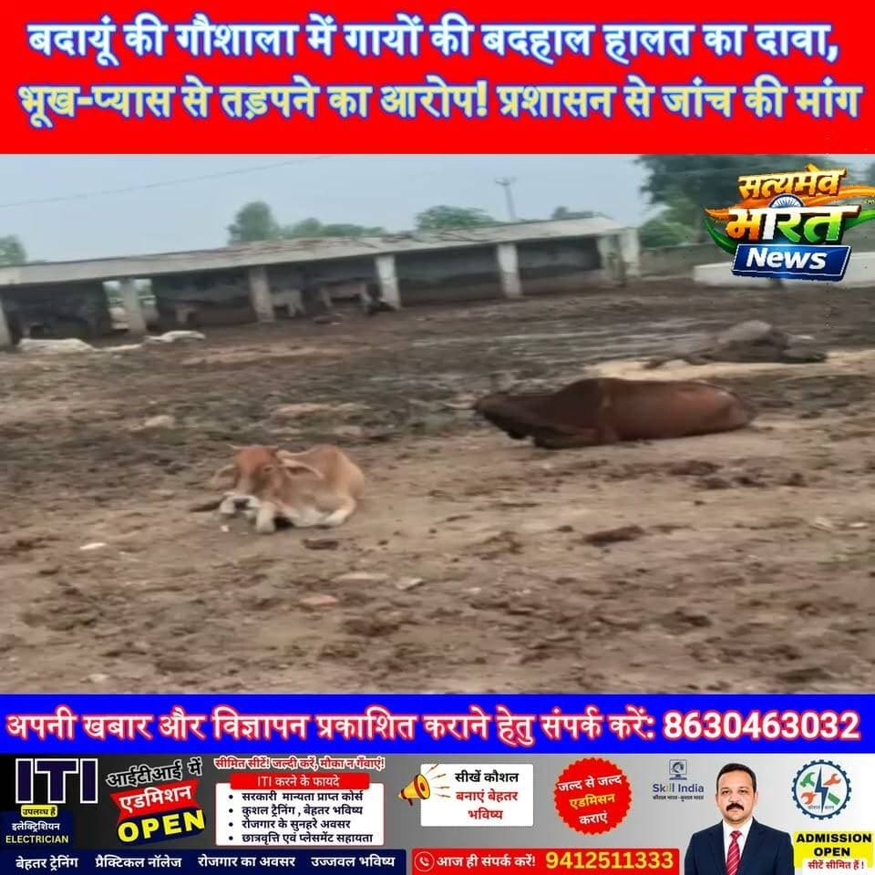 बदायूं की गौशाला में गायों की बदहाल हालत का दावा, भूख-प्यास से तड़पने का आरोप! प्रशासन से जांच की मांग #Budaun #Gaushala #CowProtection #UttarPradesh #ViralNews #SatyamevBharatNews सत्यमेव भारत न्यूज Vikendra Sharma Lav Rajput Rana Tejan Rastogi