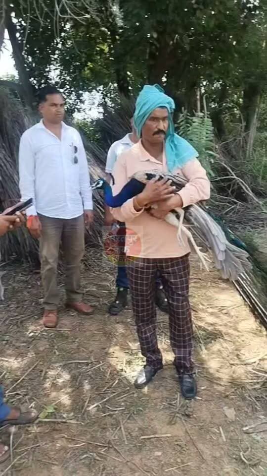 कुत्तों ने मोर को किया घायल, वन विभाग को सौंपा
भुसावर तहसील के बल्लभगढ़ गांव के नगला बच्चीवाला में कुत्तों ने बेजुबान पक्षी मोर पर हमला कर उसे घायल कर दिया।
स्थानीय लोगों ने मोर को कुत्तों के चंगुल से मुक्त कराया और इसकी सूचना वन विभाग को दी। वन विभाग की टीम मौके पर पहुंची और घायल मोर को अपने कब्जे में लेकर उपचार एवं आवश्यक कार्रवाई के लिए साथ ले गई ।