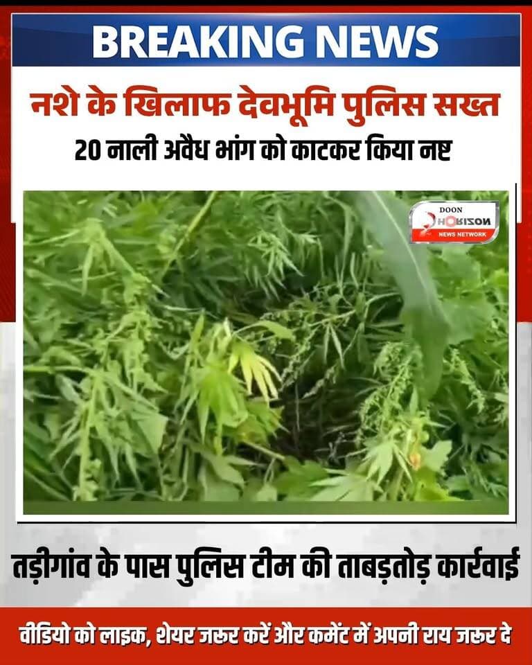 चंपावत पुलिस का नशे के खिलाफ बड़ा एक्शन: बाराकोट क्षेत्र में 20 नाली अवैध भांग की फसल की गई नष्ट!
'नशा मुक्त देवभूमि - नशा मुक्त भारत' अभियान के तहत पुलिस अधीक्षक चम्पावत रेखा यादव के निर्देश पर चंपावत पुलिस ने मादक पदार्थों की रोकथाम के लिए बड़ी कार्रवाई की है।
थाना लोहाघाट अंतर्गत चौकी बाराकोट पुलिस टीम ने ग्राम तड़ीगांव के पास चरस तस्करी पर रोकथाम लगाने के लिए लगभग 20 नाली क्षेत्रफल में अवैध रूप से उगी भांग की फसल को चिन्हित कर पूरी तरह नष्ट कर दिया।
कार्रवाई के दौरान पुलिस टीम ने स्थानीय ग्रामीणों को नशे के दुष्प्रभावों के प्रति जागरूक किया और अपील की कि अपने खेतों, बंजर भूमि व जंगलों के आसपास उगी भांग को स्वयं नष्ट करें एवं अवैध खेती की सूचना तुरंत पुलिस को दें। साथ ही नशा मुक्ति और मानसिक स्वास्थ्य सहायता के लिए मानस हेल्पलाइन नंबर (1933) की जानकारी भी साझा की गई।
आइए, मिलकर देवभूमि को नशा मुक्त बनाएं!
#UttarakhandPolice #ChampawatPolice #NashaMuktDevbhoomi #DrugFreeIndia #UttarakhandNews