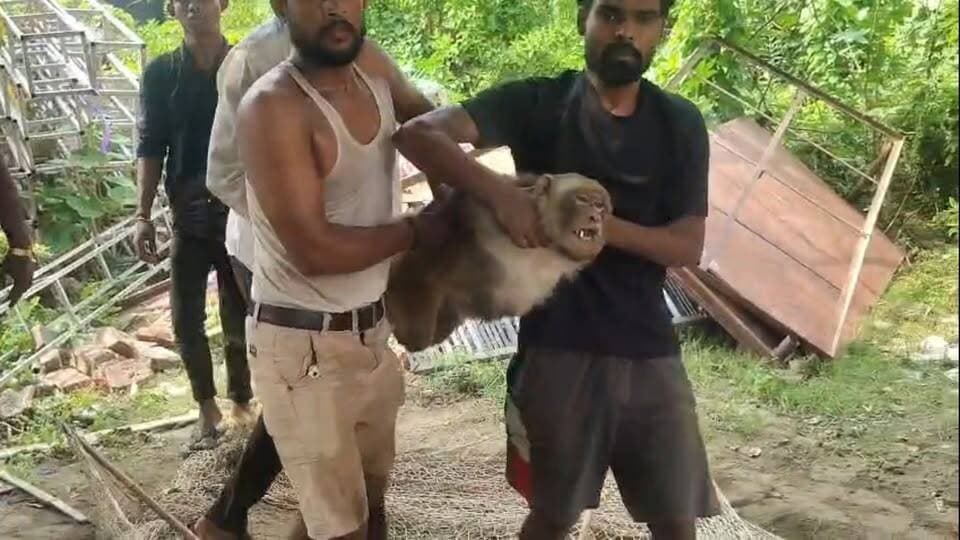 #दरभंगा #शहर में बंधक बनाकर रखे गए बंदरों का मामला पकड़ा तूल ! पिंजरा खोलने का प्रयास #DarbhangaNews #BiharNews #darbhanga #timestodaybihar