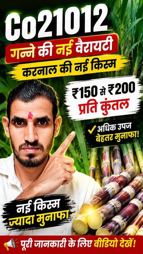 Co 21012 गन्ने की नई वैरायटी 🌱 ₹150 से ₹200 प्रति कुंतल! 😱 पूरी जानकारी
#Co21012 #Ganna #GanneKiKheti #Sugarcane #Karnal #नईवैरायटी