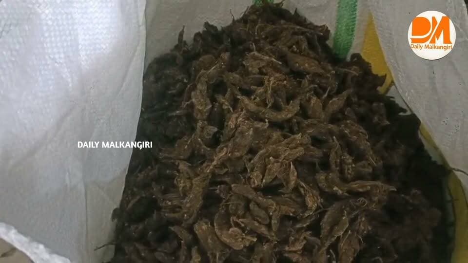 ମାଲକାନଗିରି ଥାନା ଅଧୀନସ୍ଥ ଝାଟିଗୁଡ଼ା ଗ୍ରାମର ପଶ୍ଚିମ ପାର୍ଶ୍ୱ ଜଙ୍ଗଲ ଅଞ୍ଚଳରେ ଅବକାରୀ ବିଭାଗ ପକ୍ଷରୁ ଏକ ବଡ଼ଧରଣର ଚଢ଼ାଉ କରାଯାଇ ବିପୁଳ ପରିମାଣର ଗଞ୍ଜେଇ ଜବତ କରାଯାଇଛି।
#Malkangiri