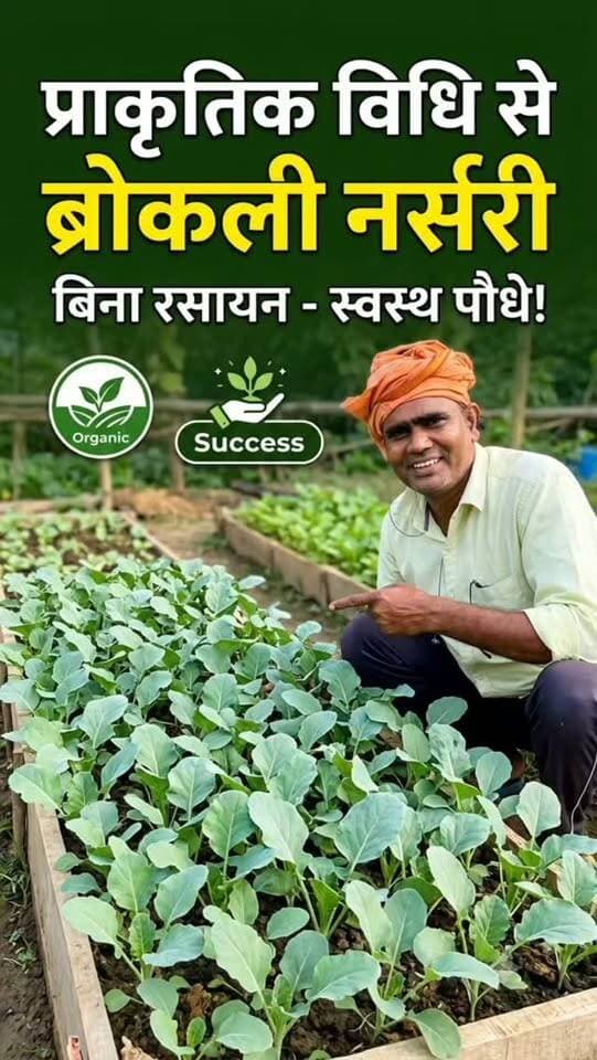 🌱 प्राकृतिक विधि से तैयार ब्रोकली गोभी की नर्सरी। बिना रसायनों के स्वस्थ पौधों की पहल। 🌿 #ब्रोकलीगोभी #नर्सरीवाला🔝🌱💯 तैयार #farminglifetrending_reels_💸kisan_desi🧒_👳❤️ #shortreelvideo🙏❤️ #farminglife🌾👨🌾 Yogendra Prajapati