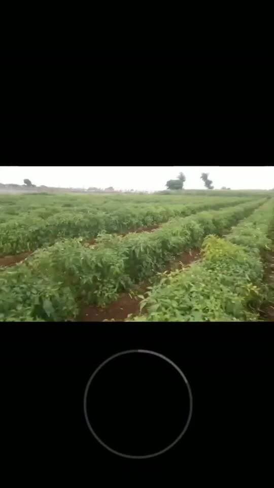 किसान द्वारा मिर्ची का भाव न मिलने के कारण खड़ी फसल में रोटावेटर किया...
पिछले दिनों से ऐसे कई वीडियो देखने मिले है जिसमें मिर्ची में रोटावेटर, खड़ी फसल को उखाड़ फेंकने और तुड़ाई की हुई मिर्ची को खेत में खाद की तरह फैलाना दिखाई दिया है...
Dhamnod Mandi Bhav
धामनोद सब्जी मंडी भाव
.
.
.
.
.
.
.
.
.
.
.
.
.
.
.
.
.
.
.
#dhamnodmandibhav #khargone #chillifarmer #chillifarming #viralreels