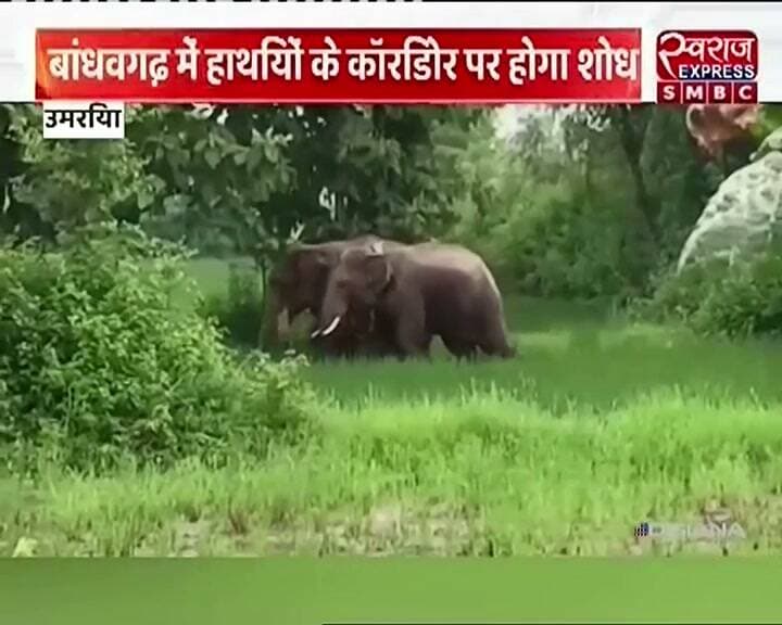 #BandhavgarhNationalPark