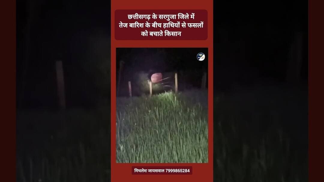 छत्तीसगढ़ के सरगुजा जिले में तेज बारिश के बीच हाथियों से फसलों को बचाते किसान #trending #viral