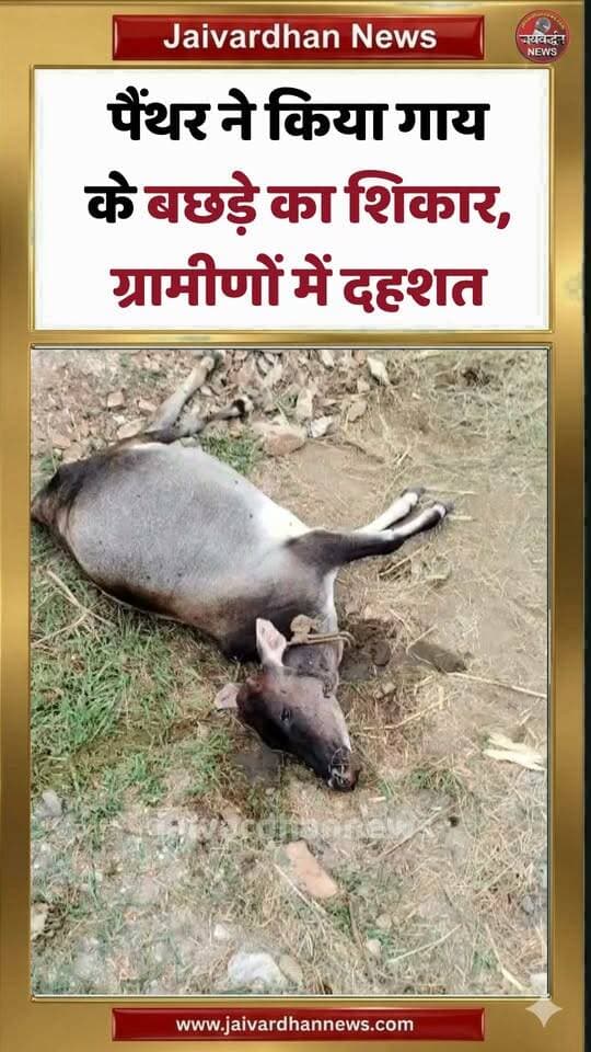 पैंथर ने किया गाय के बछड़े का शिकार, ग्रामीणों में दहशत
#rajsamandnews #pantherattack #jaivardhannews