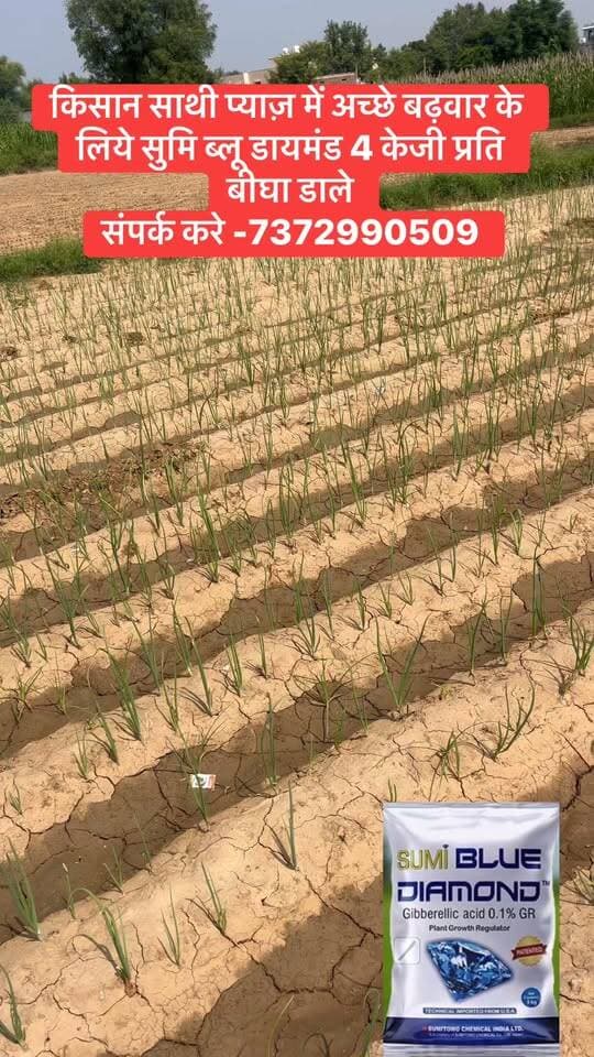 प्याज़ में गाबा फ़ालर बनाने के लिए भाई इस से बढ़िया खाद कही नहीं मिलेगा संपर्क करे 7372990509