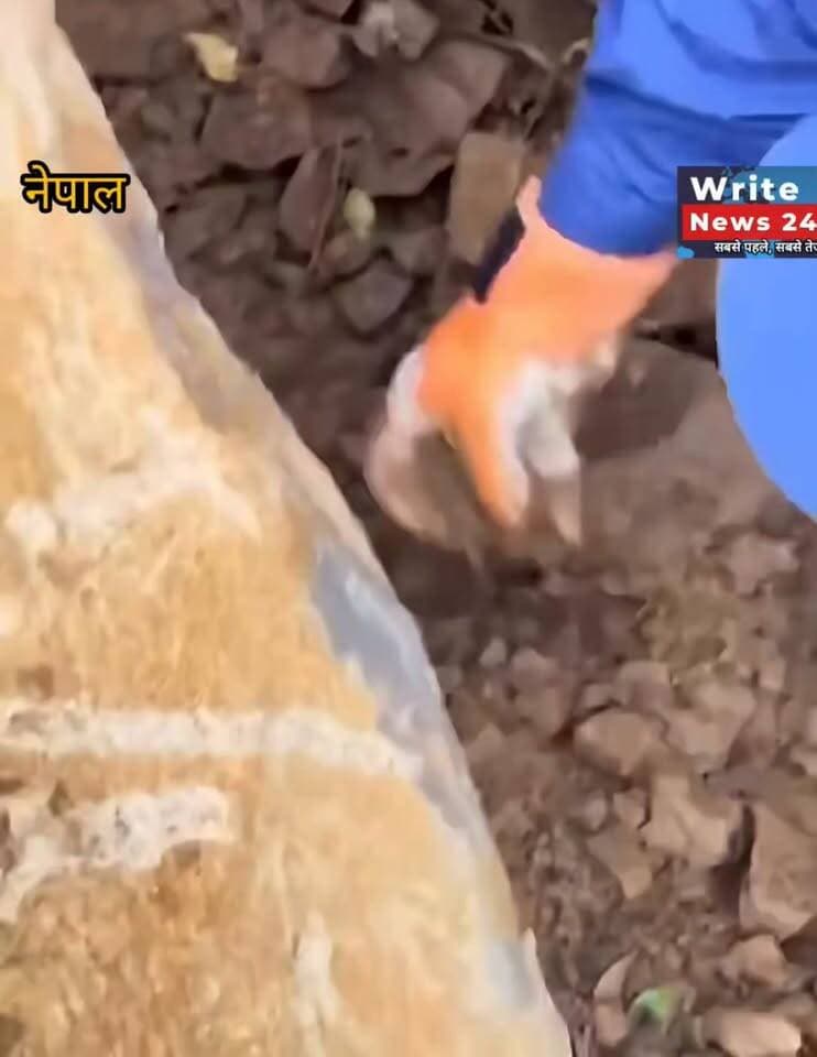 नेपाल में 72 घंटों के बाद किया मलबे में फंसी बिल्ली का रेस्क्यू, देखें वीडियो
#nepal #animallover #cat #flood #rescue