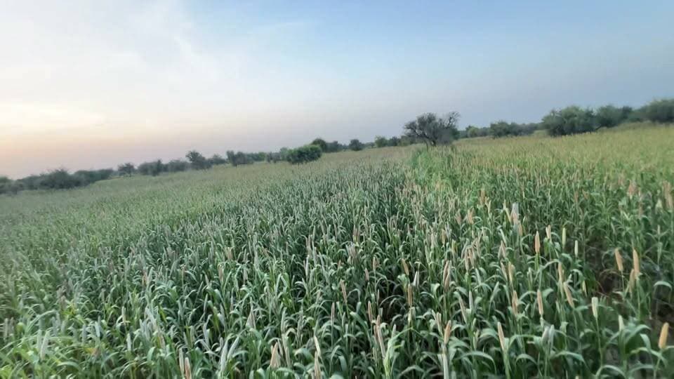 🌾 बाजरे की फसल बचाने के लिए किसान का गजब देसी जुगाड़! 😳
जमीन से 20 फीट ऊपर बैठकर दिन-रात 100 बीघा बाजरे की रखवाली! 🐗🌾
सूअरों से फसल बचाने के लिए किसान ने लगाया ऐसा जुगाड़ कि देखकर आप भी कहेंगे—मेहनत हो तो ऐसी!
किसान का देसी जुगाड़ देखिए… ❤️🙏