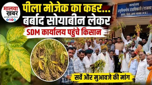 सुसनेर: पीला मोजेक का कहर… बर्बाद सोयाबीन लेकर SDM कार्यालय पहुंचे किसान, सौपा ज्ञापन!
#मालवाख़बर #सुसनेर #माणा #किसान #सोयाबीन पीला_मोजेक फसल_नुकसान किसान_आंदोलन किसानों_की_आवाज मुआवजा फसल_सर्वे SDMकार्यालय आगरमालवा मध्यप्रदेश Soybean SoybeanCrop Farmers YellowMosaic Susner AgarMalwa MalwaKhabar
