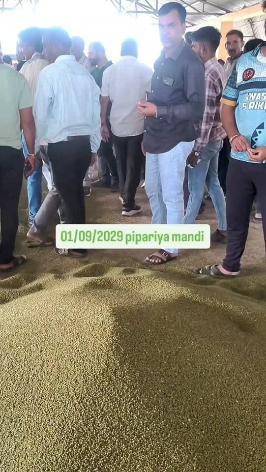 Pipariya mandi 01/09/26 #india #mandi #moong #pipariya