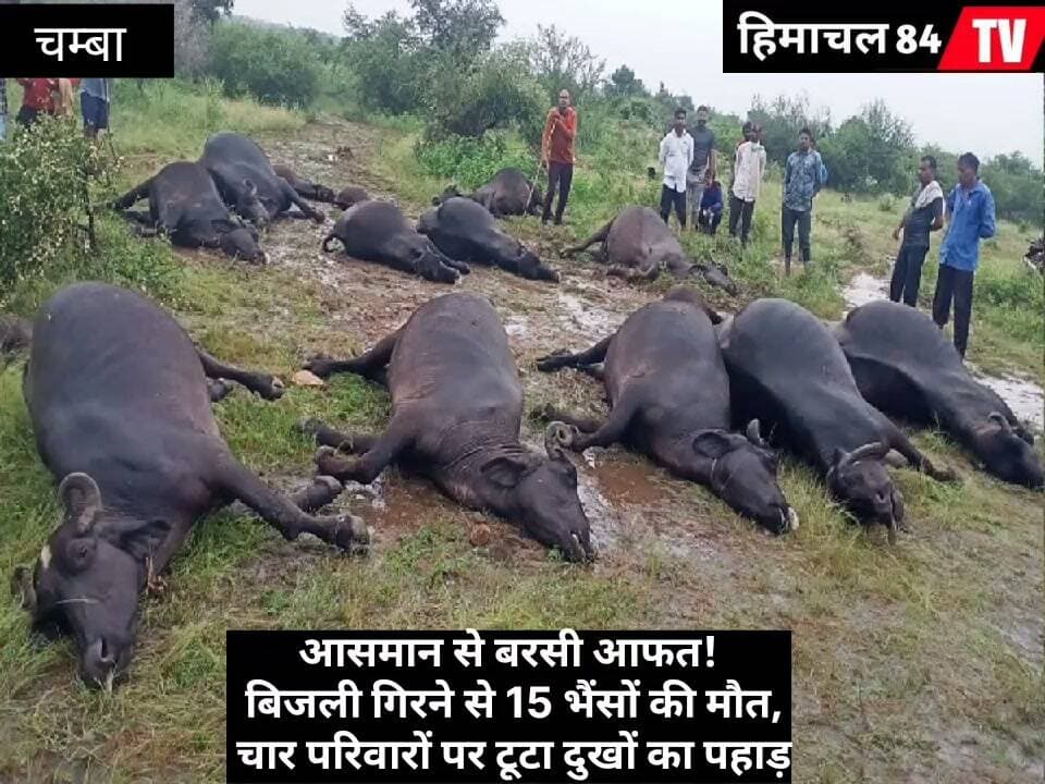 आसमान से बरसी आफत! बिजली गिरने से 15 भैंसों की मौत, चार परिवारों पर टूटा दुखों का पहाड़
#HimachalNews #LightningStrike #AnimalLoss #KangraNews #NaturalDisaster #HimachalPradesh #भैंसोंकीमौत #बिजलीगिरी #प्राकृतिकआपदा #पीड़ितपरिवार #किसान