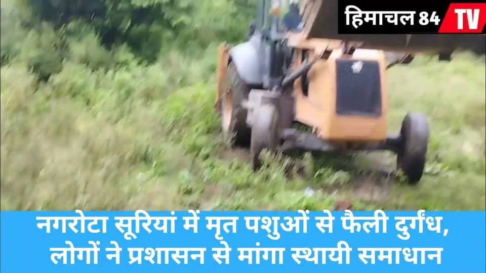 नगरोटा सूरियां में मृत पशुओं से फैली दुर्गंध, लोगों ने प्रशासन से मांगा स्थायी समाधान
नगरोटा सूरियां, कथोली, बासा और सुकनाडा क्षेत्र में मृ*त पशुओं के निस्तारण की व्यवस्था नहीं होने से लोगों को भारी परेशानी का सामना करना पड़ रहा है। जगह-जगह पड़े मृत पशुओं से दुर्गंध फैलने के साथ बीमारी का खतरा भी बना हुआ है। शिकायत के बाद जेसीबी से कई मृत पशुओं को दबाने की व्यवस्था करवाई गई। अब स्थानीय लोग प्रशासन से स्थायी समाधान की मांग कर रहे हैं।
ब्यूरो रिपोर्ट
#नगरोटासूरियां #KangraNews #HimachalNews #DeadAnimals #LocalNews #Administration #नगरपंचायत #जनसमस्या #HimachalPradesh #BreakingNews #HimachalNewsUpdate