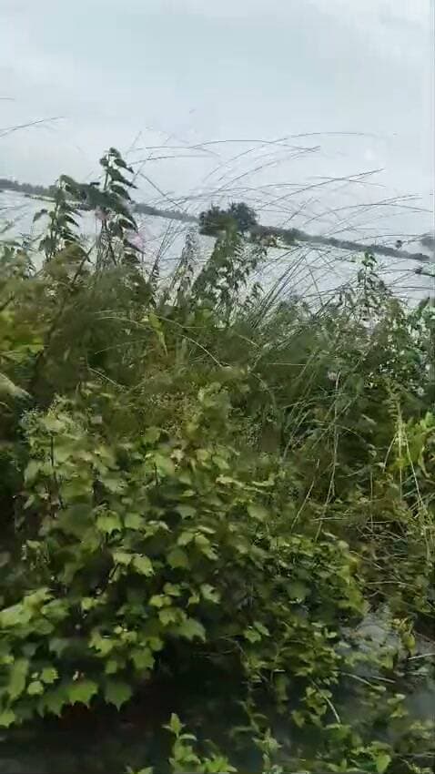 🌊 मदार नदी उफान पर! पौथू पंचायत के कई गांव जलमग्न, सड़क पर बह रहा सैलाब
रफीगंज। लगातार हो रही बारिश के बाद मदार नदी का जलस्तर तेजी से बढ़ गया है, जिससे पौथू पंचायत के कई गांवों में बाढ़ का पानी घुस गया है। बरपा, सीमा, बेल्हड़िया, बांस बिगहा, मिश्रबिगहा, अनच्छा और पौथू समेत कई गांवों के खेत पानी में डूब गए हैं। हालात बिगड़ने से ग्रामीणों की चिंता बढ़ गई है।
सबसे भयावह स्थिति बरपा गांव में बताई जा रही है, जहां मदार नदी का पानी गांव के अंदर तक पहुंच गया है। पानी का बहाव तेज होने के कारण ग्रामीणों के लिए गांव से बाहर निकलना भी मुश्किल हो रहा है।
वहीं पौथू-बरपा मुख्य मार्ग पर बाढ़ का पानी सड़क के ऊपर से तेज रफ्तार में बह रहा है। राहगीरों को पानी के बीच से होकर गुजरना पड़ रहा है, जबकि दोपहिया वाहन चालकों के लिए भी यह रास्ता बेहद जोखिम भरा बन गया है।
🌾 धान की फसल पर भी संकट
बाढ़ के पानी से खेतों में लगी धान की फसल को भारी नुकसान पहुंचने की बात ग्रामीणों ने कही है। जलस्तर जल्द नहीं घटा तो किसानों की मुश्किलें और बढ़ सकती हैं।
ग्रामीणों ने प्रशासन से तत्काल स्थल निरीक्षण, जल निकासी, प्रभावित परिवारों की सुरक्षा और मुख्य मार्ग पर राहत व्यवस्था कराने की मांग की है।
🎥 वीडियो में देखिए—कैसे सड़क पर सैलाब बह रहा है और लोग जान जोखिम में डालकर आवागमन कर रहे हैं।
#Rafiganj #Pauthu #MadarNadi #FloodNews #BiharFlood #Aurangabad #AurangabadNews #RafiganjNews #PauthuPanchayat #BiharNews #FloodAlert #बारिश #बाढ़ #मदारनदी #किसान #धानकीफसल #जलजमाव #ग्रामीणोंकीसमस्या #BreakingNews #Bharatcrimelivenews