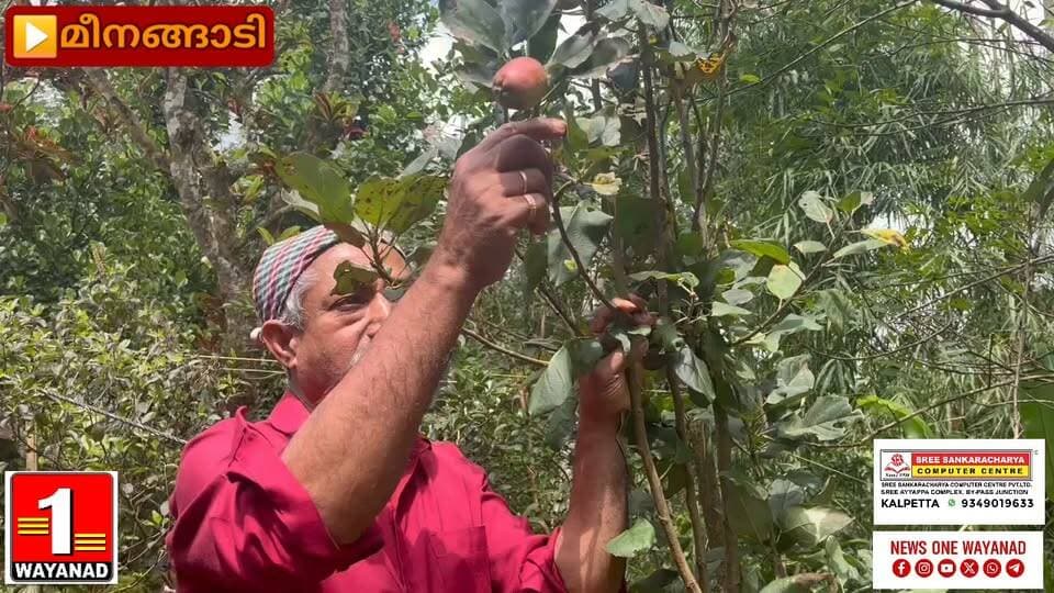 വയനാട്ടിലും ഫലം നൽകി ആപ്പിൾ ചെടി : വിളഞ്ഞത് മീനങ്ങാടി ചൂതുപാറ സ്വദേശി സുദേവന്റെ വീട്ടുമുറ്റത്ത്
#newsonewayanad