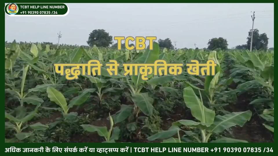 🍌 TCBT पद्धति से केले की खेती — प्राकृतिक खेती की ओर एक कदम! 🌿
केले की फसल में स्वस्थ पौधों, मजबूत जड़ों और बेहतर बढ़वार के लिए TCBT प्राकृतिक खेती पद्धति को अपनाने का अनुभव। 🌱🍌
इस वीडियो में किसान के खेत से TCBT पद्धति के साथ केले की खेती का अनुभव देखें और प्राकृतिक खेती की कार्यप्रणाली को समझें।
📱 TCBT App डाउनलोड करें और प्राकृतिक खेती व TCBT तकनीक के बारे में और जानें।
🌐 Website: https://tcbtjaivikkisan.com
📱 TCBT App: https://play.google.com/store/apps/details?id=com.tcbt.myapp
🛒 Products: https://products.tcbtjaivikkisan.com
▶️ YouTube: https://youtube.com/@TarachandBelji
🌿 स्वस्थ जड़ें • स्वस्थ मिट्टी • बेहतर उत्पादन
#TCBT #tarachandbeljitechnique #केलेकीखेती #केला #प्राकृतिकखेती #जैविकखेती #tcbtjaivikkisan #organicfarming #naturalfarming #farminglife #farmerss #khetibadi #kisanlifen #khetikisani