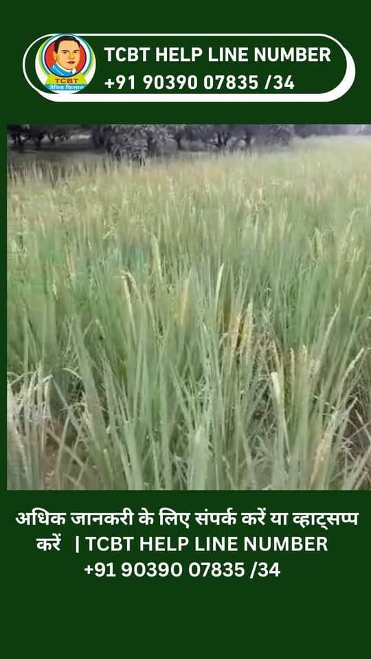 🌾 TCBT पद्धति से धान की शानदार बढ़वार! 🌱
किसान के खेत से सामने आया TCBT प्राकृतिक खेती का अनुभव। TCBT पद्धति के माध्यम से धान की फसल में शानदार बढ़वार और स्वस्थ फसल का अनुभव किसान द्वारा साझा किया गया है। 🌿🌾
अगर आप भी TCBT प्राकृतिक खेती और इसकी कार्यप्रणाली के बारे में जानना चाहते हैं, तो आज ही TCBT से जुड़ें।
📱 TCBT App डाउनलोड करें और प्राकृतिक खेती व TCBT तकनीक के बारे में और जानें।
।
🌐 Website: https://tcbtjaivikkisan.com
📱 TCBT App: https://play.google.com/store/apps/details?id=com.tcbt.myapp
🛒 Products: https://products.tcbtjaivikkisan.com
▶️ YouTube: https://youtube.com/@TarachandBelji
🌿 स्वस्थ जड़ें • स्वस्थ मिट्टी • बेहतर उत्पादन
#TCBT #TarachandBeljiTechnique #प्राकृतिकखेती #वृक्षायुर्वेद #जैविकखेती #TCBTJaivikKisan #धान #धानकीखेती #किसान #कृषि #खेती #NaturalFarming #organicfarming #farmers #farming #kheti #kisanektazindabaad