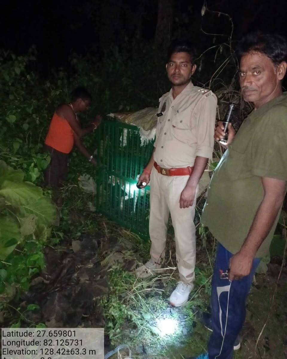 #Balrampur ! मानव-वन्यजीव संघर्ष रोकने को वन विभाग सतर्क, रामनगरा में लगाया गया पिंजरा, कौआ में ग्रामीणों को दिए सुरक्षा टिप्स...
01 सितंबर 2026
#बलरामपुर । क्षेत्र में मानव-वन्यजीव संघर्ष की बढ़ती घटनाओं पर लगाम लगाने और वन क्षेत्र से सटे संवेदनशील गांवों की सुरक्षा सुनिश्चित करने के लिए वन विभाग पूरी तरह अलर्ट मोड पर है। विभागीय टीमों द्वारा प्रभावित क्षेत्रों में सतत निगरानी रखने के साथ-साथ ग्रामीणों को वन्यजीवों से बचाव के लिए लगातार जागरूक किया जा रहा है।
इसी कड़ी में वन क्षेत्र के ग्राम रामनगरा में तेंदुए की आवाजाही पर नजर रखने और उसे सुरक्षित पकड़ने के लिए वन विभाग ने पिंजरा लगाया है, जिसमें बकरा बांधा गया है। वन कर्मियों की टीम क्षेत्र में लगातार गश्त कर रही है। विभाग ने ग्रामीणों को सख्त हिदायत दी है कि तेंदुआ या अन्य कोई हिंसक वन्यजीव दिखने पर भीड़ न जुटाएं, न ही उसे घेरने या खुद पकड़ने का प्रयास करें। बच्चों और पालतू पशुओं की सुरक्षा पर विशेष ध्यान देने तथा रात के समय अकेले बाहर न निकलने की सलाह दी गई है।
उधर, ग्राम कौआ में भी जागरूकता अभियान चलाकर ग्रामीणों को 'क्या करें और क्या न करें' की विस्तार से जानकारी दी गई। वन विभाग ने स्पष्ट किया कि वन्यजीव दिखने पर घबराने या अफवाह फैलाने के बजाय तुरंत संयम बरतें और सुरक्षित दूरी बनाते हुए विभागीय अधिकारियों को सूचित करें। विभाग का कहना है कि जनसहयोग और सतर्कता से ही मानव-वन्यजीव संघर्ष को न्यूनतम किया जा सकता है।