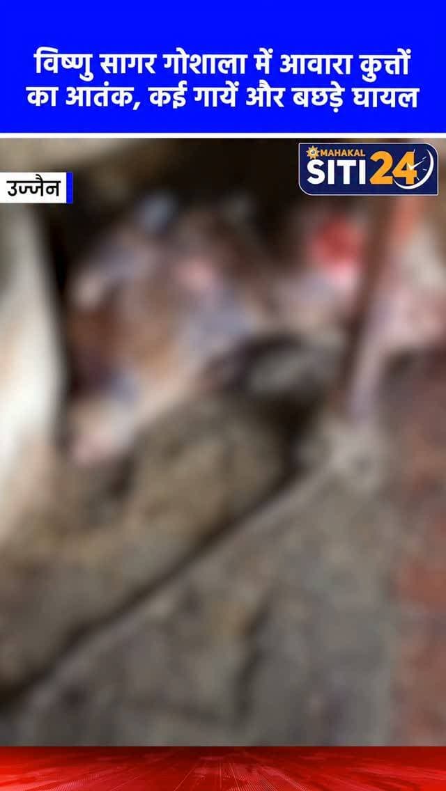 उज्जैन: विष्णु सागर गोशाला में आवारा कुत्ते का आतंक, हमले में कई गायें और बछड़े हुए घायल 🐕🐄
उज्जैन के विष्णु सागर स्थित गोशाला में एक आवारा कुत्ते ने घुसकर जमकर आतंक मचाया। इस खूंखार कुत्ते ने अचानक गोशाला में बंधी गायों और छोटे बछड़ों पर हमला कर दिया, जिसमें 4-5 गायें और कई बछड़े बुरी तरह घायल हो गए। इस घटना से गोशाला में अफरा-तफरी मच गई। संचालकों ने घायल पशुओं का तुरंत इलाज शुरू करवाया। स्थानीय लोगों ने नगर निगम से आवारा कुत्तों के बढ़ते आतंक पर तत्काल और ठोस कार्रवाई करने की मांग की है, ताकि भविष्य में पशुओं और आम नागरिकों को इस खतरे से बचाया जा सके।
#UjjainNews #Goshala #StrayDogMenace #UjjainUpdate #siti24ujjain