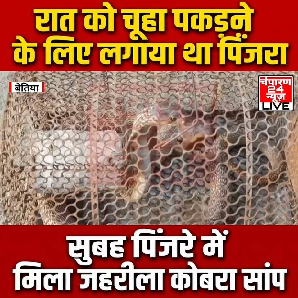 बेतिया में नौतन थाना क्षेत्र के लक्ष्मीपुर मुख्य सड़क किनारे बसे एक घर में उस समय अफरा-तफरी मच गई, जब चूहा पकड़ने के लिए लगाए गए पिंजरे में एक जहरीला कोबरा सांप फंस गया, कोबरा के पिंजरे में फंसे होने की खबर मिलते ही आसपास के ग्रामीणों की भीड़ मौके पर जुट गई, लोग काफी दूर से खड़े होकर सांप को देखने लगे, लक्ष्मीपुर मुख्य सड़क के किनारे छबीला चौरसिया का घर स्थित है, बताया जा रहा है कि पिछले कुछ दिनों से घर में चूहों के आतंक से परिवार के लोग परेशान थे, चूहों से निजात पाने के लिए छबीला चौरसिया ने घर के आसपास चूहा पकड़ने वाला पिंजरा लगाया था, हालांकि पिंजरे में चूहा फंसने के बजाय एक बड़ा कोबरा सांप फंस गया, सुबह जब परिवार के लोगों की नजर पिंजरे पर पड़ी तो उसमें कोबरा को देखकर उनके होश उड़ गए, पिंजरे के अंदर मौजूद सांप लगातार फुफकार रहा था, कोबरा की फुफकार सुनकर परिवार के सदस्यों में कुछ देर के लिए दहशत का माहौल बन गया, आनन-फानन में आसपास के लोगों को इसकी जानकारी दी गई, कोबरा के फंसने की खबर धीरे-धीरे पूरे इलाके में फैल गई, इसके बाद बड़ी संख्या में ग्रामीण मौके पर पहुंच गए, लोग सांप को देखने के लिए जमा हो गए, हालांकि ग्रामीणों ने सावधानी बरतते हुए पिंजरे को छूने या सांप को बाहर निकालने की कोशिश नहीं की, घटना की सूचना स्थानीय प्रशासन और वन विभाग को दे दी गई है, ग्रामीणों ने वन विभाग की टीम से मौके पर पहुंचकर सुरक्षित तरीके से कोबरा को रेस्क्यू कर जंगल में छोड़ने की अपील की है।
#champaran24news #viralreelschallenge #CMBihar #viralvideochallenge #BJPGovernment #RJD