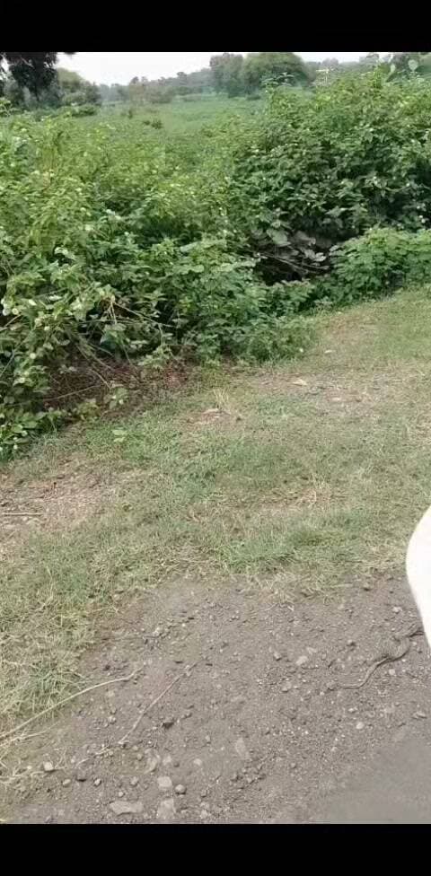 *शासकीय जमीन पर कब्जे का आरोप, खार-खलियान की भूमि पर चला बुलडोजर!*
*कयामपुर में सर्वे नंबर 1126 को लेकर उठे गंभीर सवाल, तहसीलदार से कब्जा हटाने की मांग*
*सीतामऊ*/*मंदसौर। ग्राम कयामपुर के हल्का नंबर 12 में शासकीय भूमि को लेकर एक गंभीर मामला सामने आया है। ग्रामीणों द्वारा आरोप लगाया जा रहा है कि शासकीय सर्वे नंबर 1126, जो कथित तौर पर खार-खलियान की भूमि है, उस पर बुलडोजर चलाकर भूमि का स्वरूप बदलते हुए उसे कृषि भूमि के रूप में तैयार किया जा रहा है।*
*मामले में अंगूरबाला पति दिलीप जैन, निवासी कयामपुर का नाम सामने आ रहा है। बताया जा रहा है कि संबंधित व्यक्ति की निजी भूमि सर्वे नंबर 1134 में दर्ज है, जबकि मौके पर सामने आए वीडियो के आधार पर आरोप है कि सर्वे नंबर 1126 की शासकीय भूमि पर भी कब्जे का प्रयास किया जा रहा है।*
📍 *निजी जमीन अलग, शासकीय जमीन अलग—फिर 1126 पर क्यों?*
*इस पूरे मामले में सबसे बड़ा सवाल यही उठ रहा है कि यदि संबंधित व्यक्ति की निजी भूमि सर्वे नंबर 1134 में है, तो फिर सर्वे नंबर 1126 की शासकीय भूमि पर बुलडोजर चलाकर उसे कृषि उपयोग के लिए तैयार करने की आवश्यकता क्यों पड़ी?*
*मौके के वीडियो में भूमि पर किए जा रहे कार्य को लेकर कई सवाल खड़े हो रहे हैं। हालांकि, वास्तविक स्थिति क्या है और भूमि किसके नाम दर्ज है, इसका स्पष्ट निर्धारण राजस्व विभाग की आधिकारिक जांच और सीमांकन के बाद ही हो सकेगा।*
⚠️ *प्रशासन की कार्रवाई पर टिकी नजर*
*शासकीय भूमि पर यदि वास्तव में अतिक्रमण किया गया है तो यह गंभीर राजस्व मामला है। ग्रामीणों का कहना है कि सरकारी भूमि को किसी भी व्यक्ति द्वारा निजी उपयोग में नहीं लिया जा सकता। ऐसे में प्रशासन से मांग की जा रही है कि पूरे मामले की मौका जांच, राजस्व रिकॉर्ड की जांच और निष्पक्ष सीमांकन कराया जाए।*
*👉 तहसीलदार से तत्काल जांच और कब्जा हटाने की मांग*
*ग्रामीणों एवं शिकायतकर्ताओं ने तहसीलदार सीतामऊ से मांग की है कि सर्वे नंबर 1126 की मौके पर जांच करवाई जाए।* *यदि जांच में शासकीय भूमि पर अतिक्रमण या अवैध कब्जा पाया जाता है तो नियमानुसार तत्काल कार्रवाई करते हुए शासकीय भूमि को अतिक्रमण से मुक्त कराया जाए।*
*अब देखना होगा कि राजस्व विभाग इस मामले में कब तक जांच करता है और सर्वे नंबर 1126 की वास्तविक स्थिति सामने लाता है।*