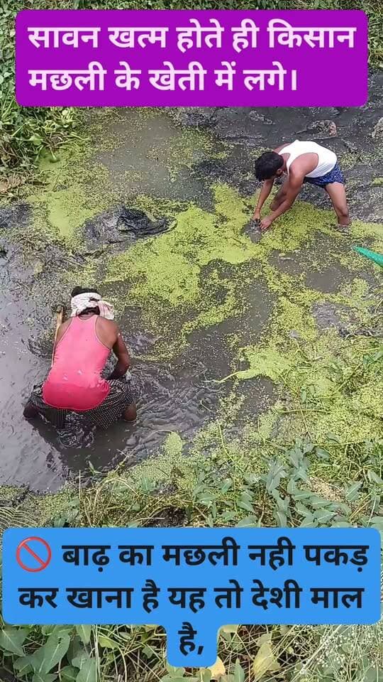 सावन खत्म किसान मछली पकड़ने के खेती में लगे,see,, #nonfolowar #Folowar #LocalNews #siwan #tending #chapra #gawtak #news #follur #machli #covid