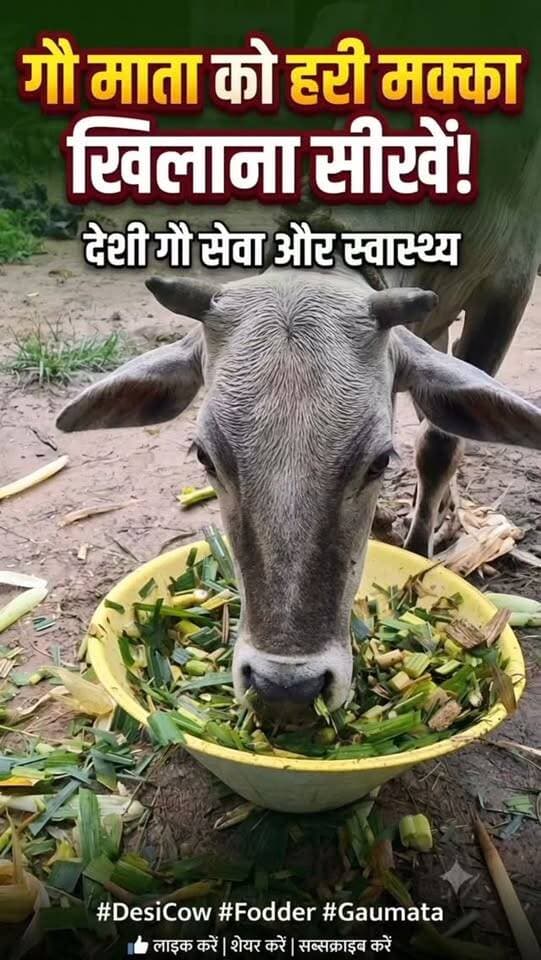 🐄 देसी गौ माता हरा मक्का चारा खा रही हैं। 🌿 #देसीगौमाता #shortreelvideo🙏❤️ Yogendra Prajapati