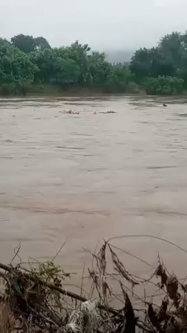 मंदाकिनी के तेज बहाव में फंसा नाविक, SDRF ने बचाया; आंखों के सामने बह गई नाव
सतना। चित्रकूट में लगातार बारिश के चलते उफनाई मंदाकिनी नदी का बहाव मंगलवार दोपहर भरतघाट पर नाव की देखरेख कर रहे नाविक के लिए जानलेवा बन गया। अचानक बढ़े जलस्तर के बीच नाव बचाने की कोशिश में नाविक तेज बहाव में करीब 50 मीटर दूर बह गया और रस्सी पकड़कर मदद की गुहार लगाने लगा। सूचना मिलते ही पुलिस और SDRF की टीम मौके पर पहुंची और करीब 30 मिनट की मशक्कत के बाद नाविक को सुरक्षित बाहर निकाल लिया। हालांकि, नाविक की जान बच गई, लेकिन उसकी नाव नदी के तेज बहाव में बह गई। लगातार बारिश और बढ़ते-घटते जलस्तर को देखते हुए मंदाकिनी में खतरा बना हुआ है।#Chitrakoot #MandakiniRiver #SDRF #RescueOperation #FloodAlert SatnaNews