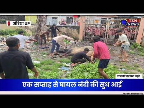 बाबरपुर मंडी समिति में घायल पड़े नंदी का हिंदू सुरक्षा सेवा संघ ने कराया उपचार #gaurakshak