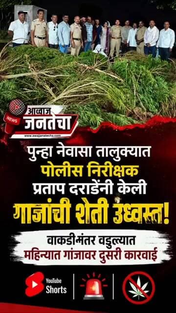 पुन्हा नेवासा तालुक्यात पोलीस निरीक्षक प्रताप दराडेंनी केली गाजांची शेती उध्वस्त